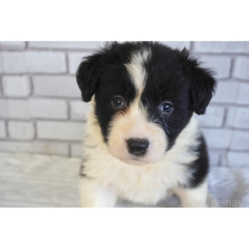 販売中の熊本県のボーダーコリー-447655の5枚目