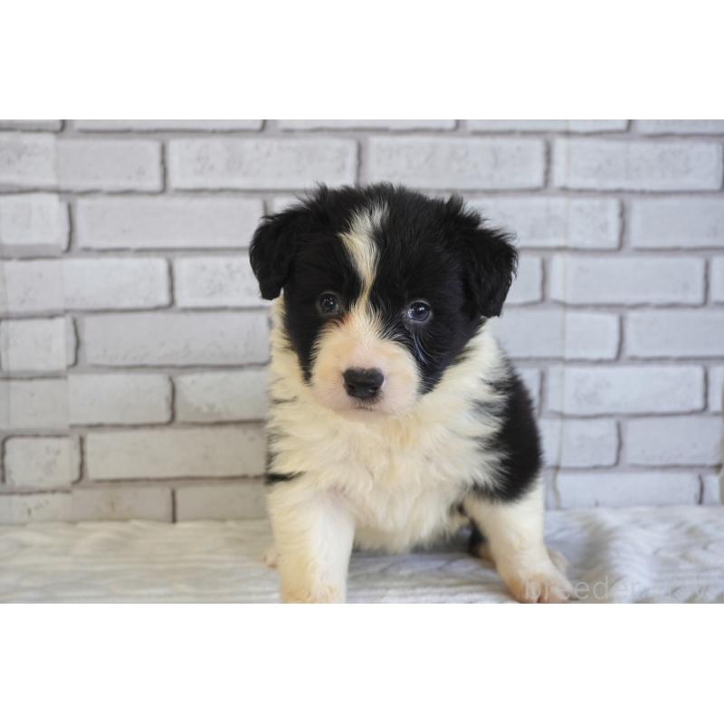 販売中の熊本県のボーダーコリー-447655の3枚目