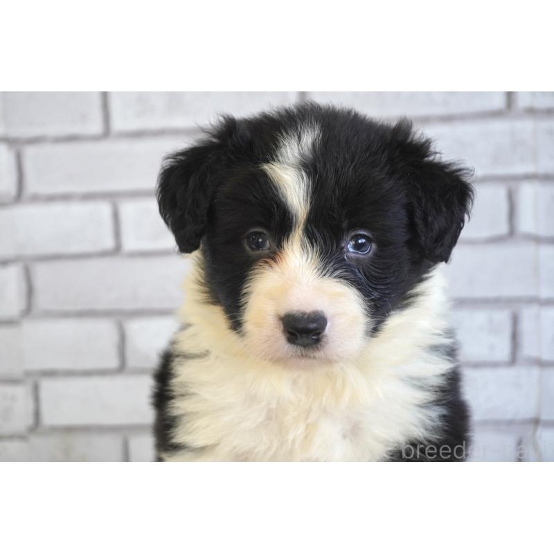 販売中の熊本県のボーダーコリー-447655の2枚目