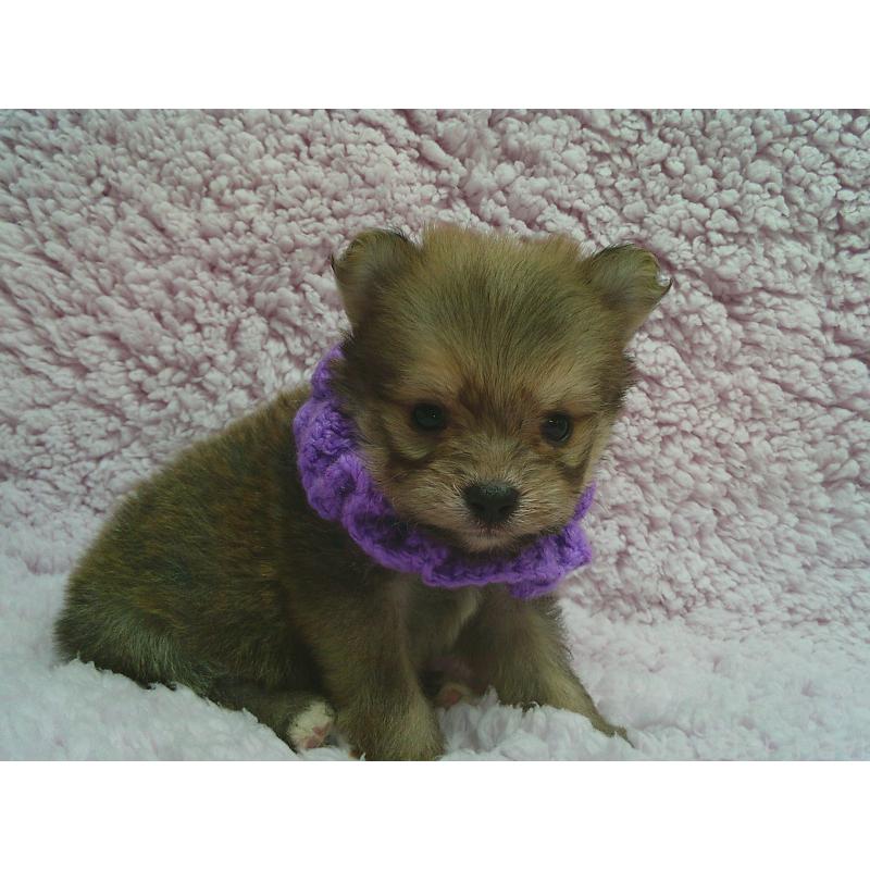 販売中の茨城県のミックス犬-447656の1枚目