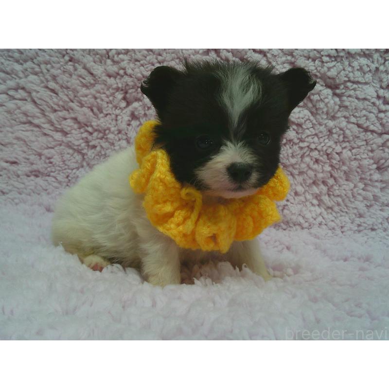 販売中の茨城県のミックス犬-447658