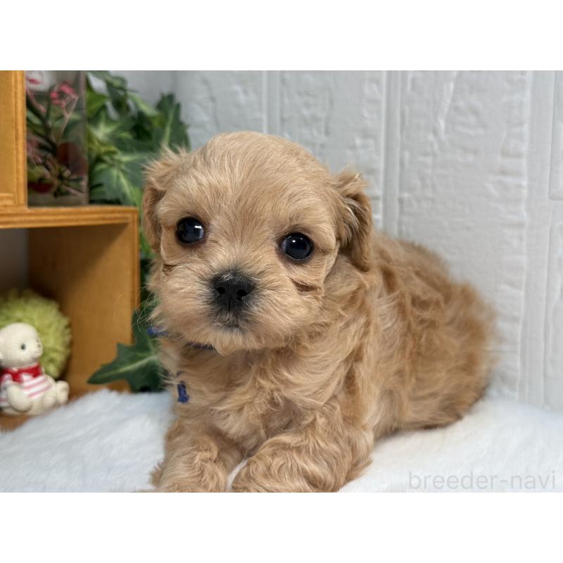 販売中の神奈川県のマルプー:マルチーズ×トイプードル-444600