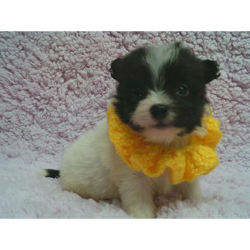 販売中の茨城県のミックス犬-447658の2枚目