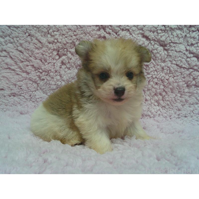 販売中の茨城県のミックス犬-447659