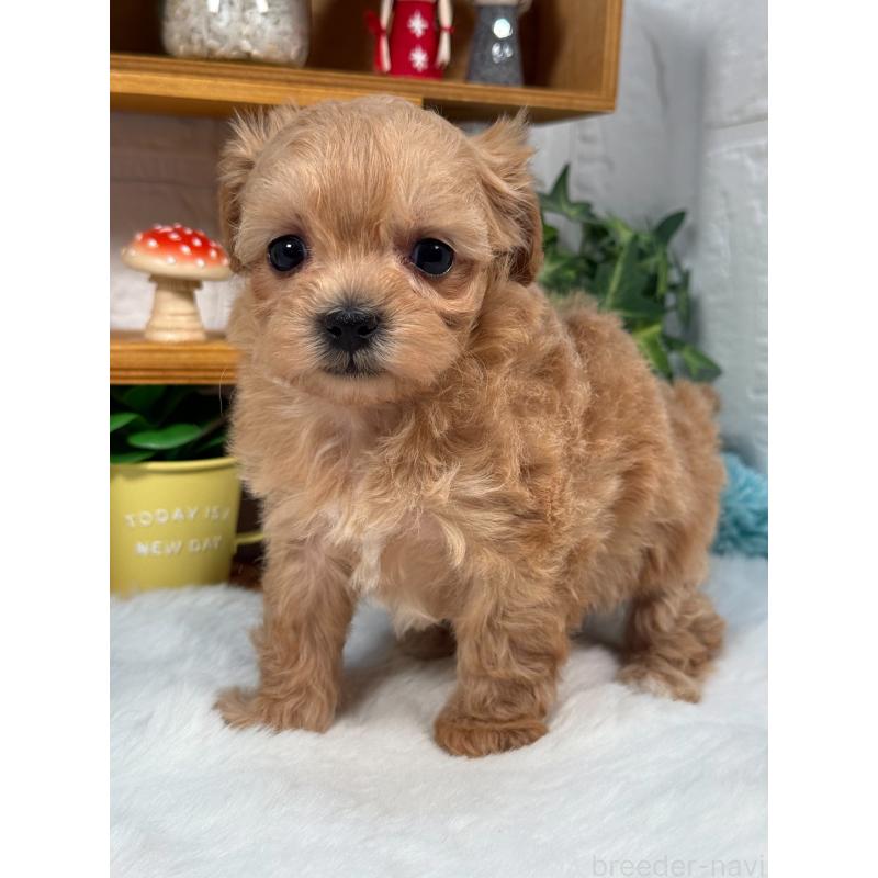 販売中の神奈川県のマルプー:マルチーズ×トイプードル-444601