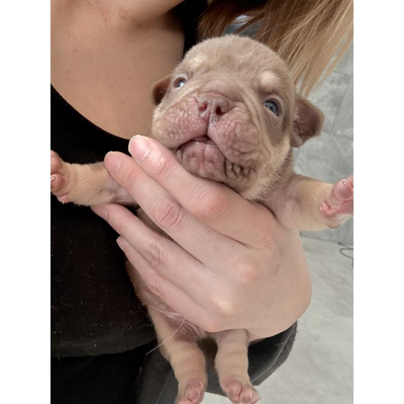 販売中の兵庫県のエキゾチックブリー-447660の9枚目