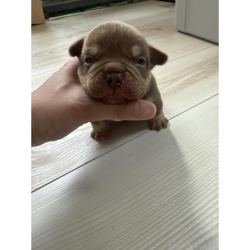 販売中の兵庫県のエキゾチックブリー-447660の8枚目