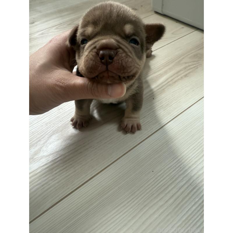 販売中の兵庫県のエキゾチックブリー-447660の7枚目