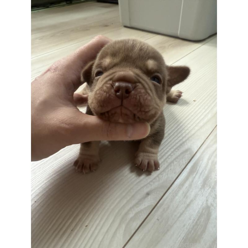 販売中の兵庫県のエキゾチックブリー-447660の6枚目