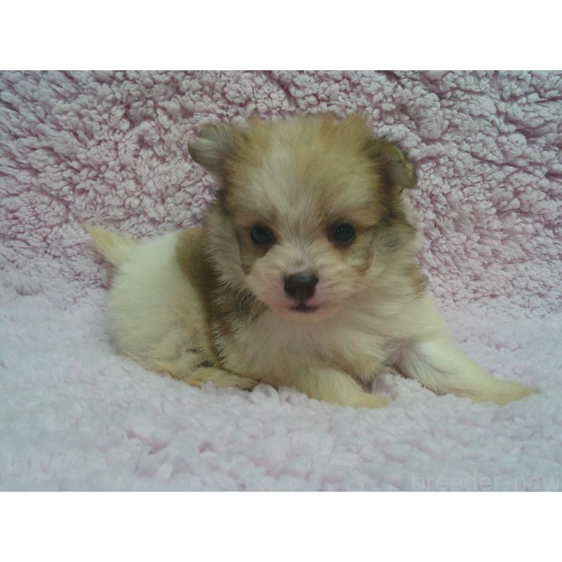 販売中の茨城県のミックス犬-447659の2枚目