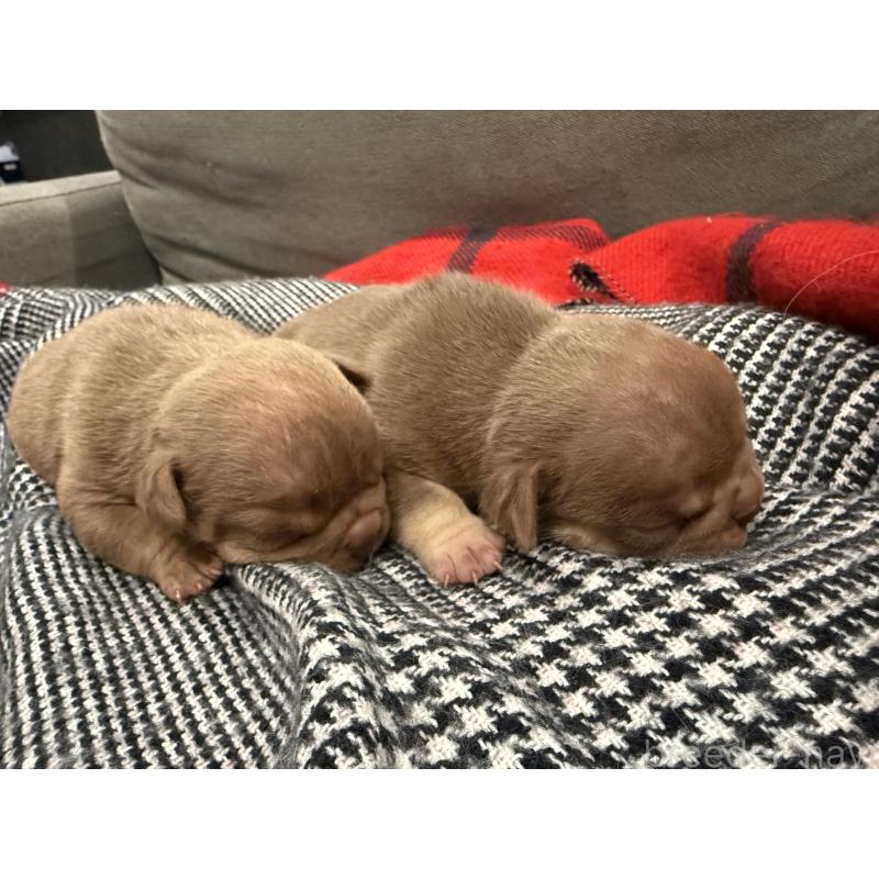 販売中の兵庫県のエキゾチックブリー-447660の5枚目