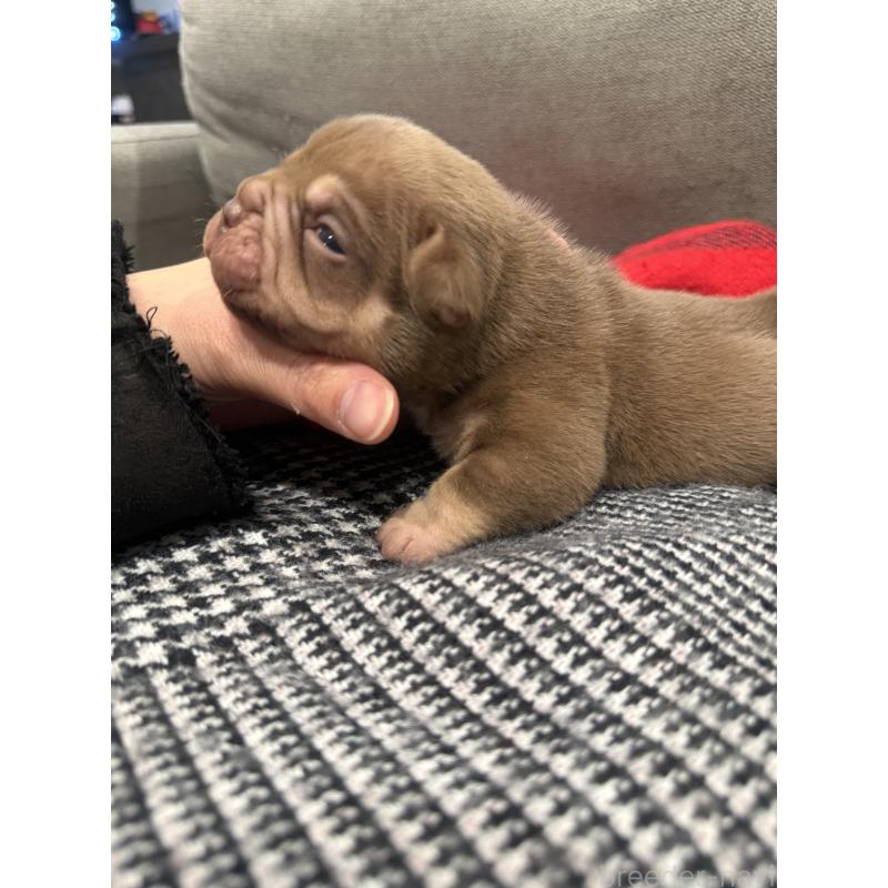 販売中の兵庫県のエキゾチックブリー-447660の4枚目