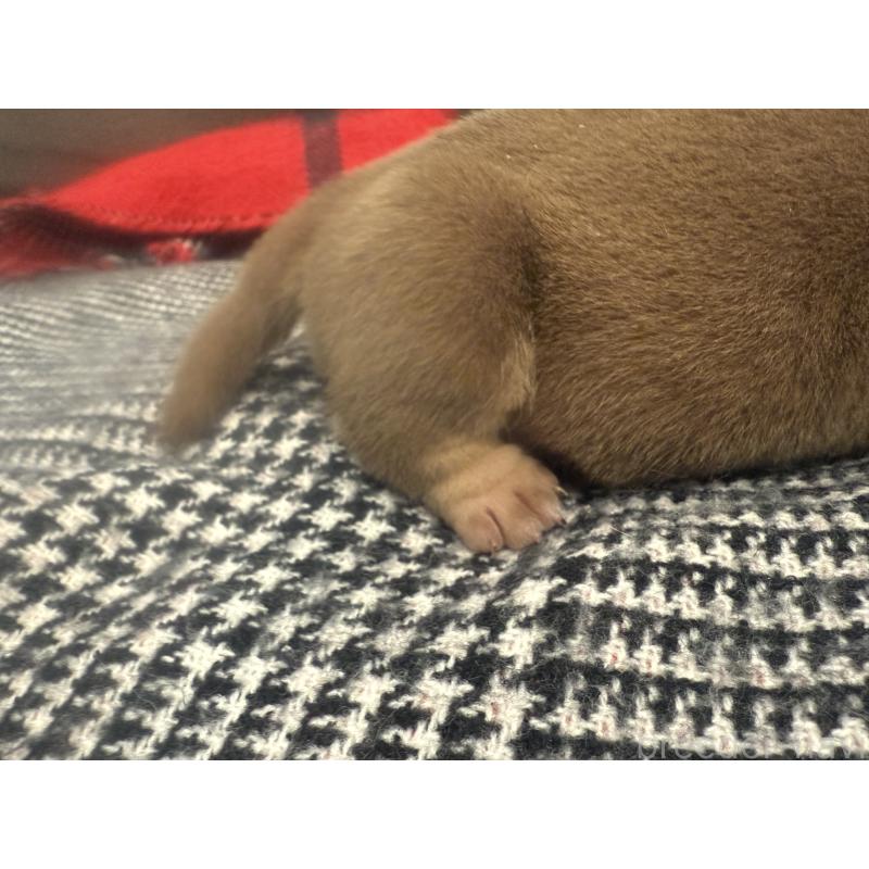 販売中の兵庫県のエキゾチックブリー-447660の2枚目