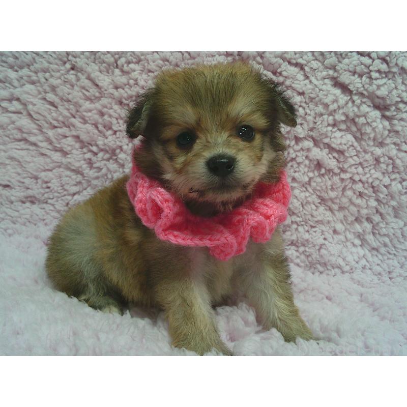 販売中の茨城県のミックス犬-447661の1枚目