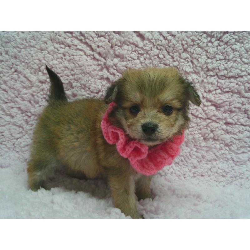 販売中の茨城県のミックス犬-447661の2枚目