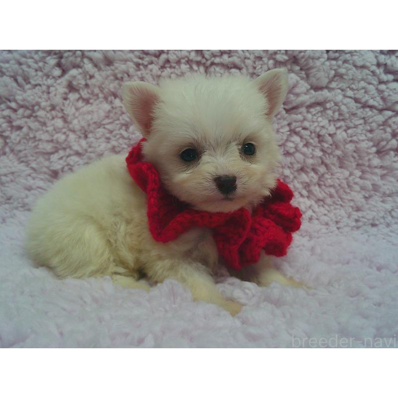 販売中の茨城県のミックス犬-447662