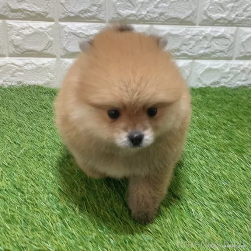 販売中の愛知県のポメラニアン-445387