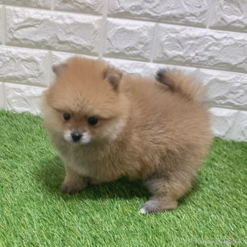 販売中の愛知県のポメラニアン-445387の5枚目