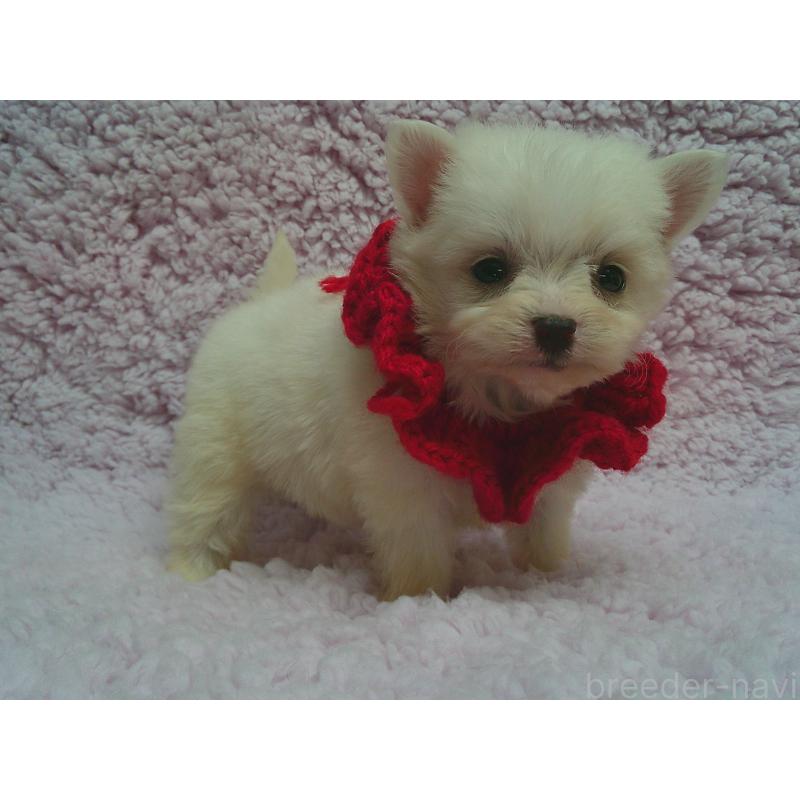 販売中の茨城県のミックス犬-447662の2枚目