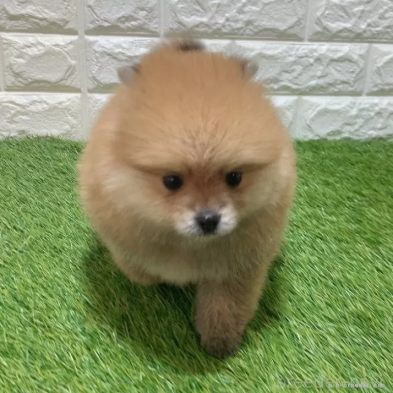 販売中の愛知県のポメラニアン-445387の3枚目