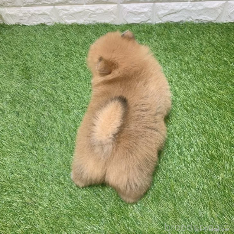 販売中の愛知県のポメラニアン-445387の2枚目