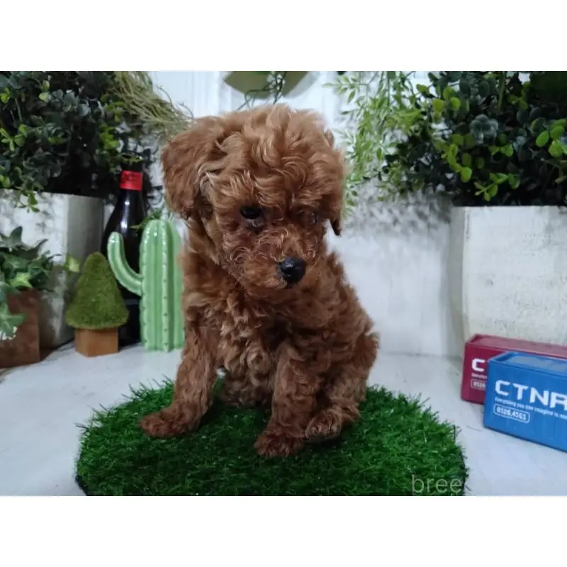 販売中の三重県のトイプードル-447663の11枚目