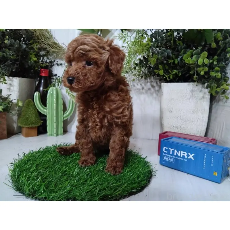 販売中の三重県のトイプードル-447663の10枚目