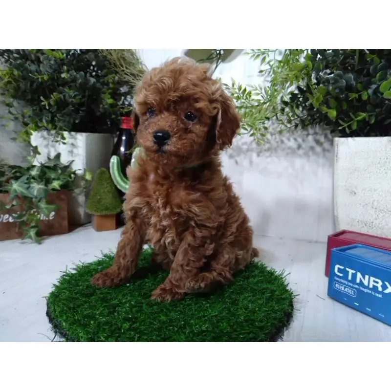 販売中の三重県のトイプードル-447663の8枚目