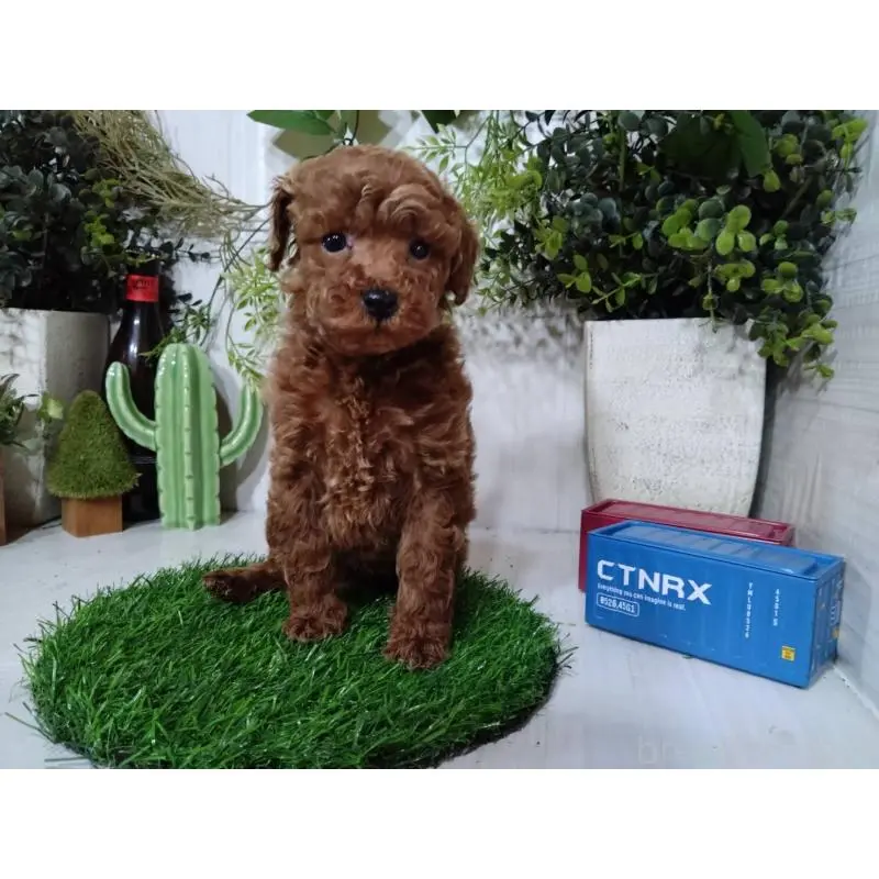 販売中の三重県のトイプードル-447663の7枚目