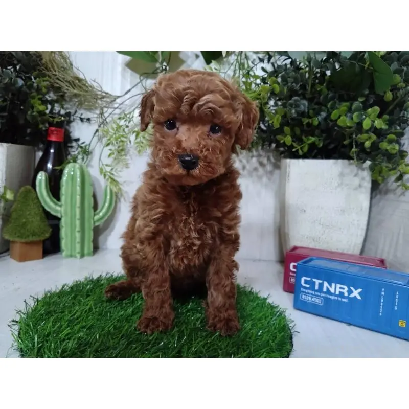 販売中の三重県のトイプードル-447663の1枚目