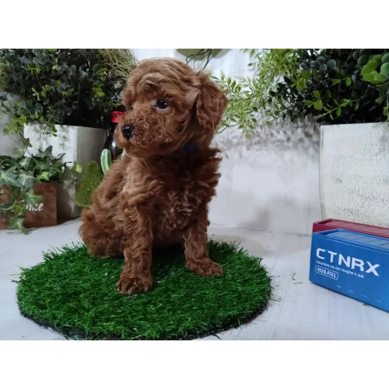 販売中の三重県のトイプードル-447663の6枚目