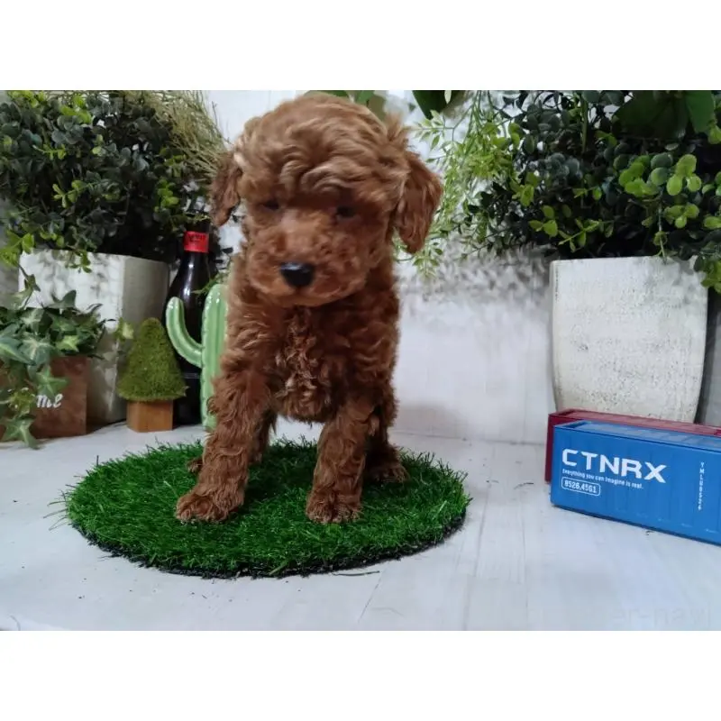 販売中の三重県のトイプードル-447663の5枚目