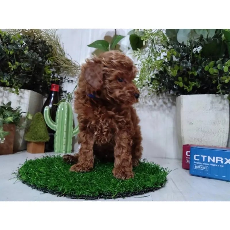 販売中の三重県のトイプードル-447663の4枚目