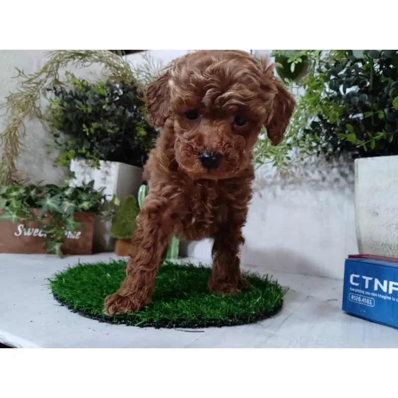 販売中の三重県のトイプードル-447663の3枚目