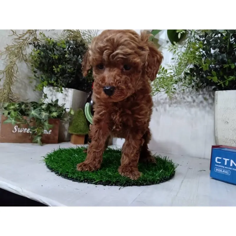 販売中の三重県のトイプードル-447663の2枚目