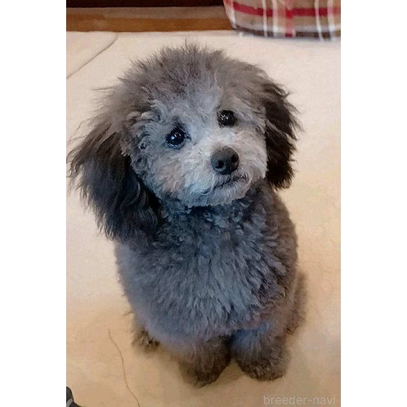 販売中の三重県のトイプードル-410266の7枚目