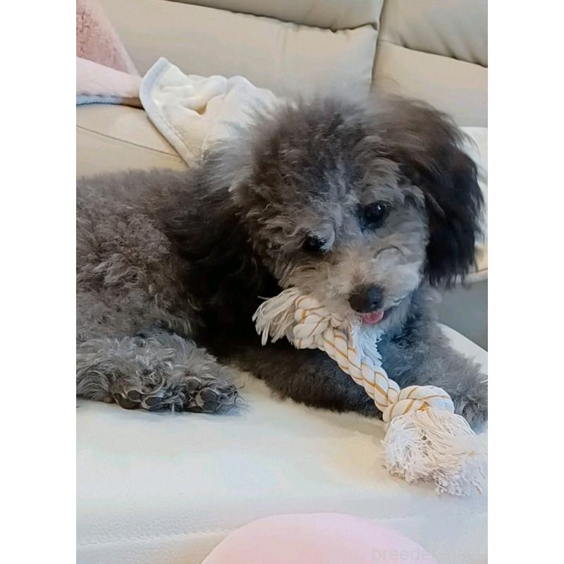 販売中の三重県のトイプードル-410266の6枚目