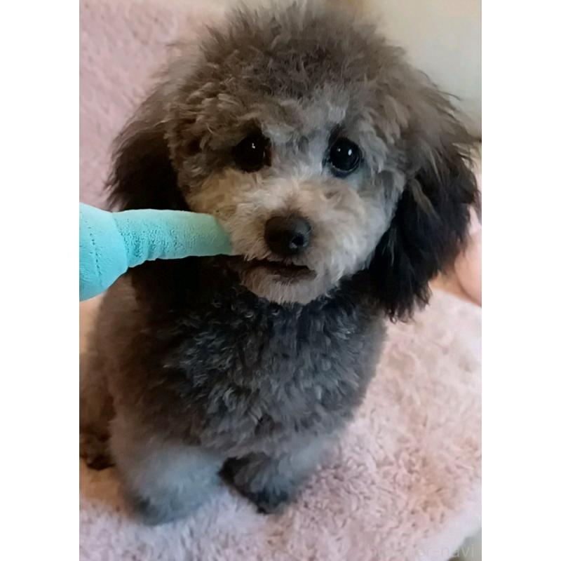 販売中の三重県のトイプードル-410266の5枚目