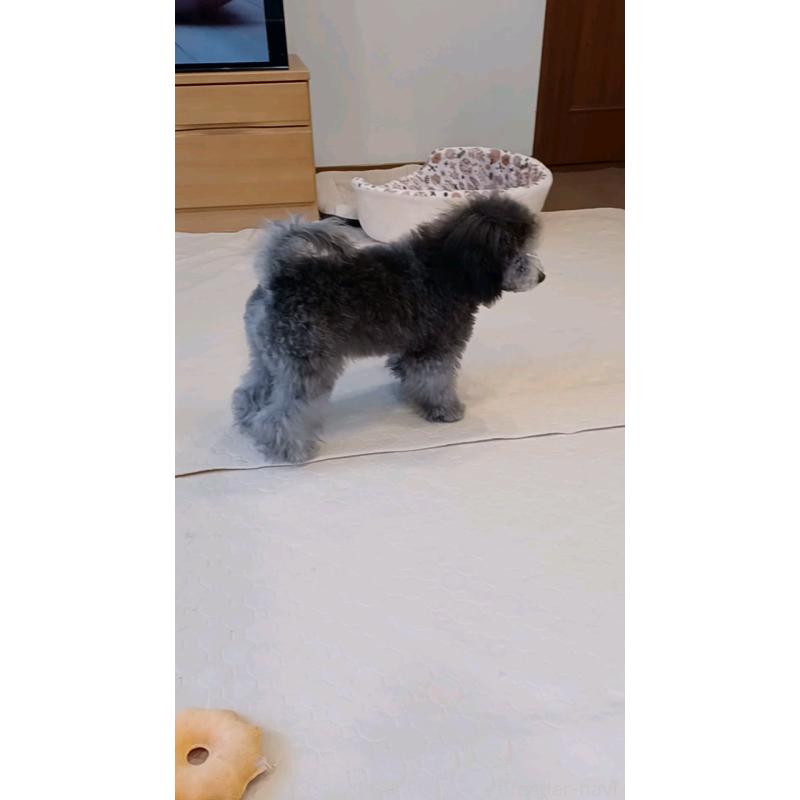 販売中の三重県のトイプードル-410266の4枚目