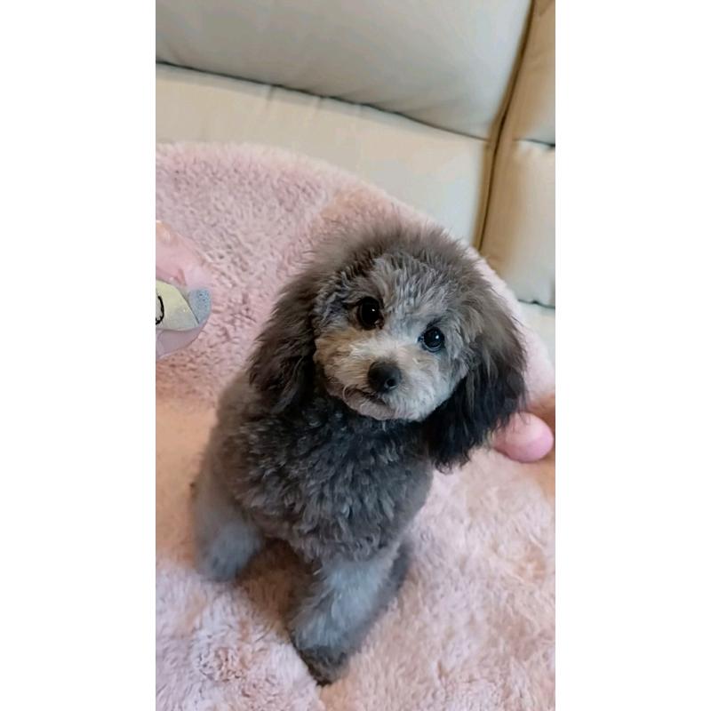 販売中の三重県のトイプードル-410266の3枚目