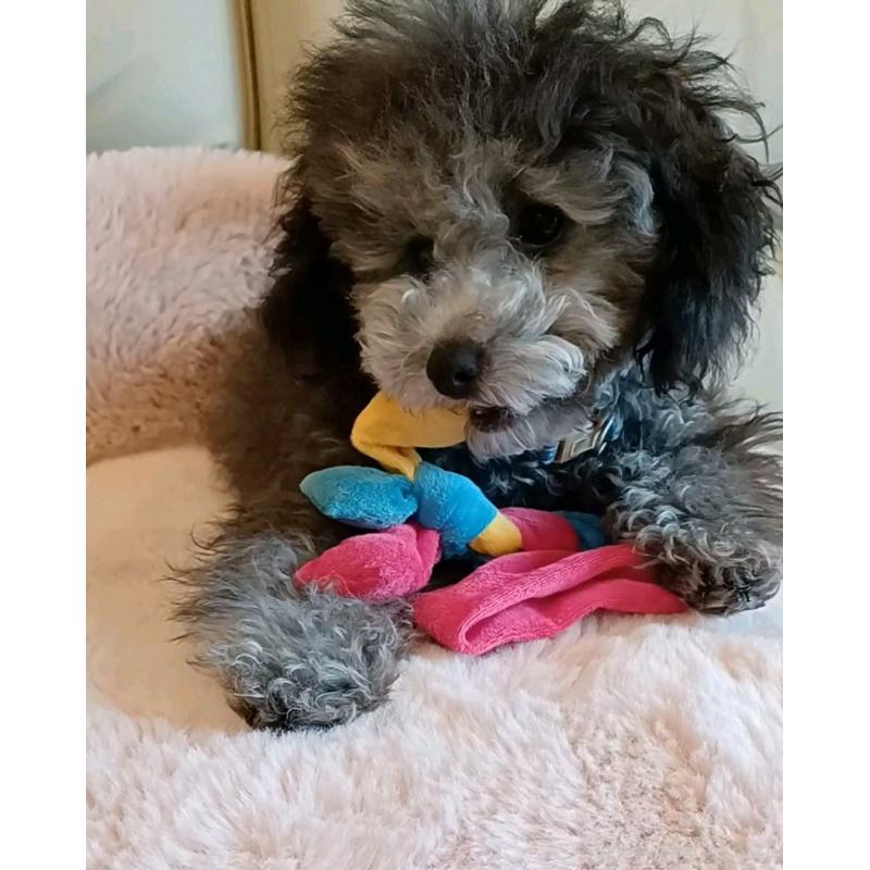 販売中の三重県のトイプードル-410266の2枚目