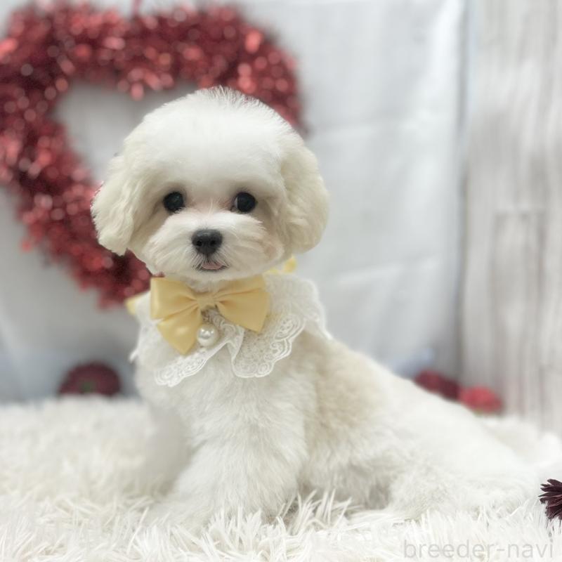 販売中の愛知県のマルチーズ-438188の7枚目