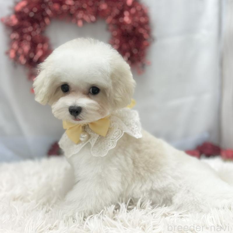 販売中の愛知県のマルチーズ-438188の6枚目