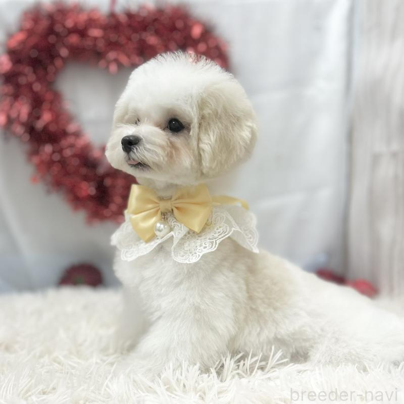 販売中の愛知県のマルチーズ-438188の5枚目