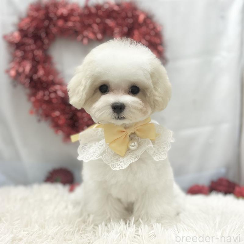 販売中の愛知県のマルチーズ-438188の4枚目