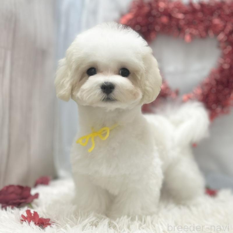 販売中の愛知県のマルチーズ-438188の3枚目