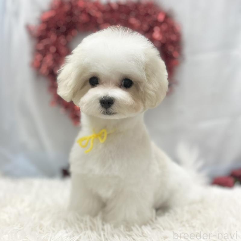 販売中の愛知県のマルチーズ-438188の2枚目