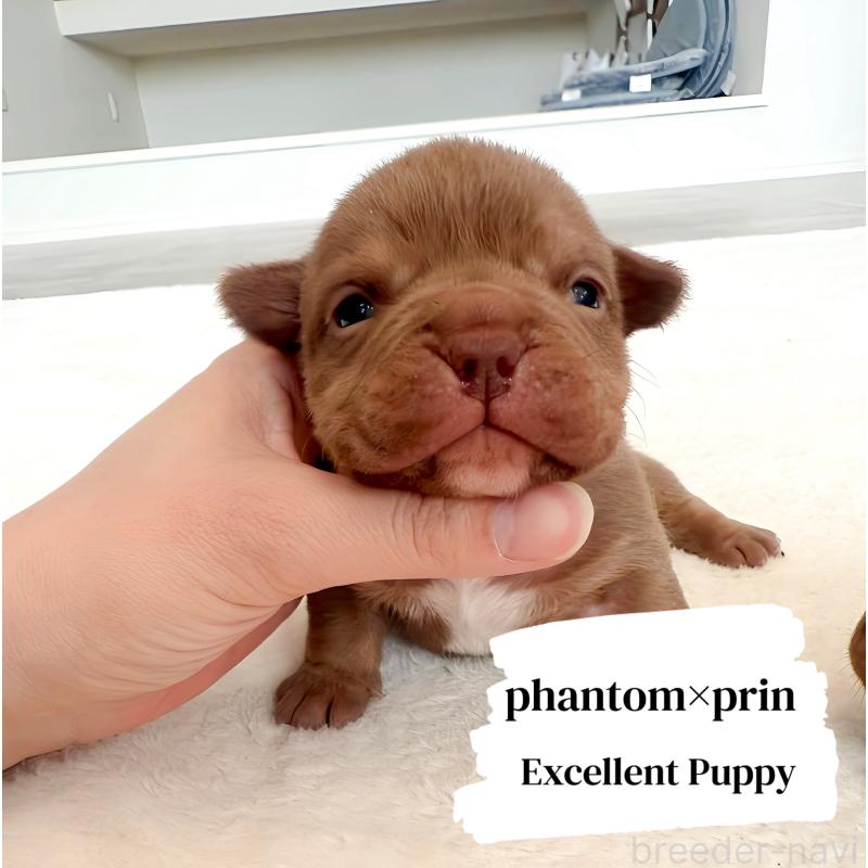 販売中の兵庫県のエキゾチックブリー-447128