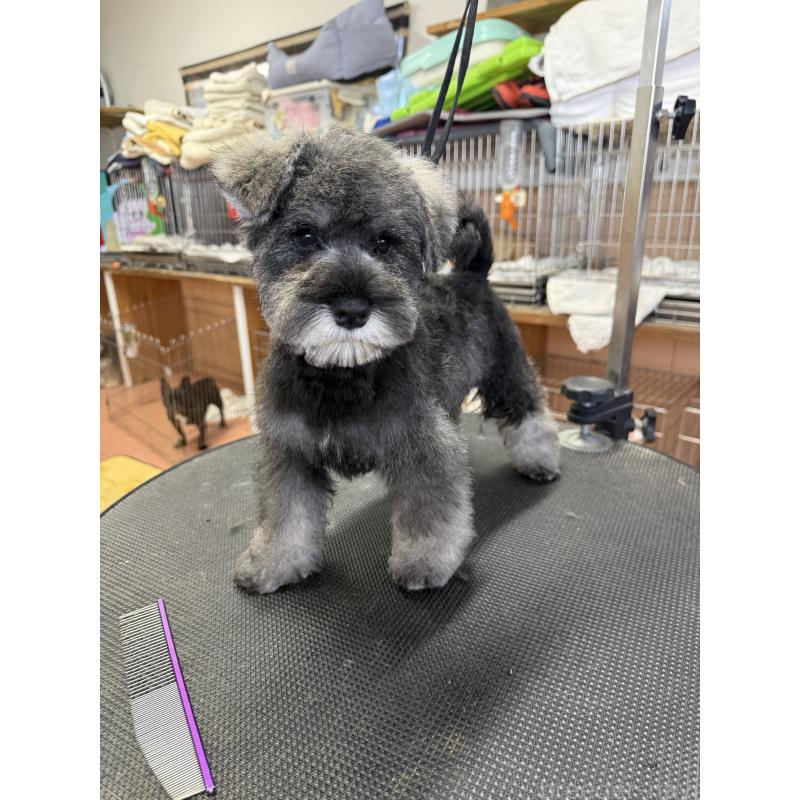 販売中の栃木県のミニチュアシュナウザー-437900の10枚目