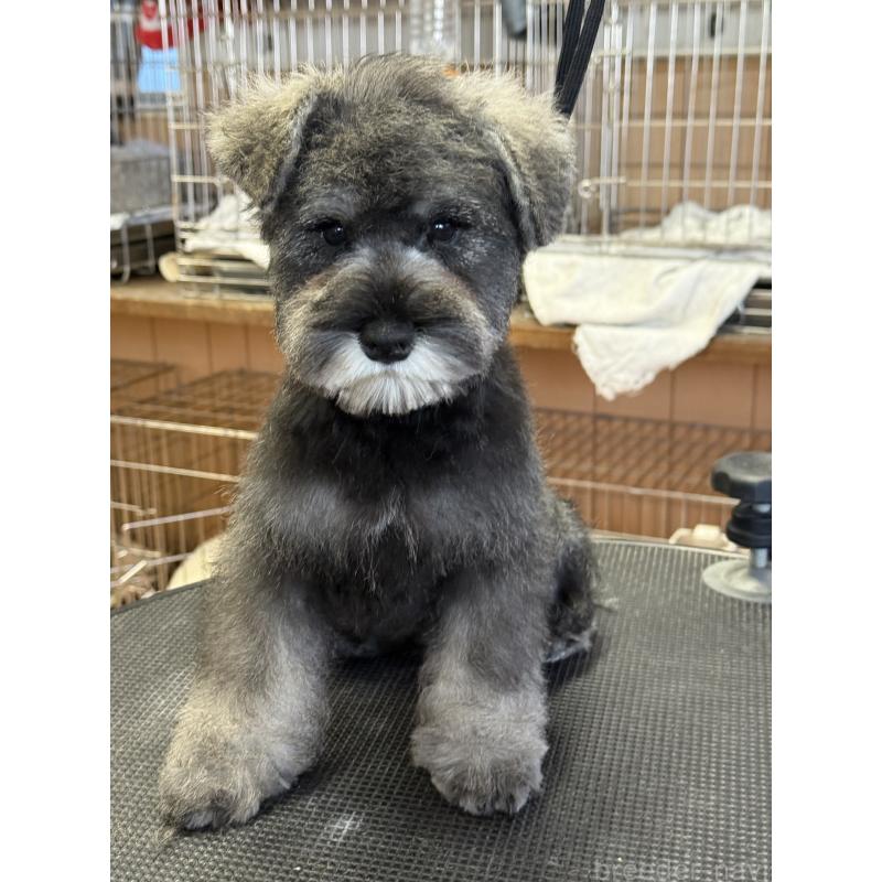 販売中の栃木県のミニチュアシュナウザー-437900の9枚目